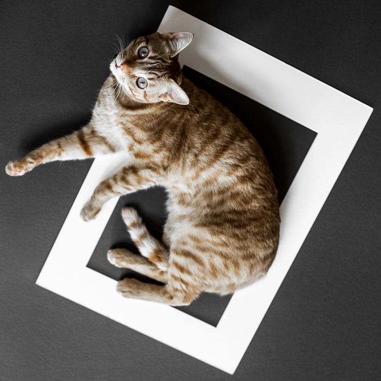 Image of cat in frame